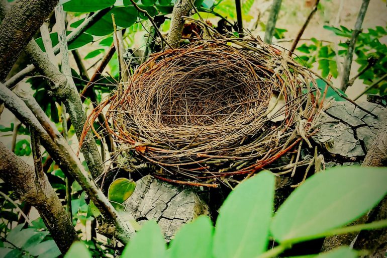 empty nest