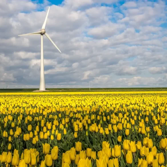 windmolen